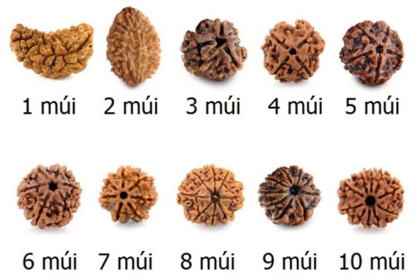 Hình dáng hạt Rudraksha Mala sẽ khác nhau dựa trên số lượng múi